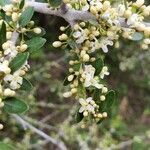 Ilex vomitoria flower picture by Brad Kelley (cc-by-sa)