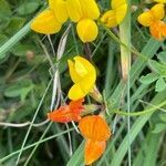 Lotus corniculatus habit picture by David Hocken (cc-by-sa)