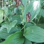 Cypripedium calceolus fruit picture by Lisbeth PEYRE (cc-by-sa)