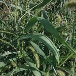 Setaria verticillata leaf picture by Joe Daley (cc-by-sa)