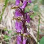 Orchis spitzelii flower picture by Sylvain Delépine (cc-by-sa)