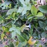 Ipomoea hederacea habit picture by Chris Griggs (cc-by-sa)