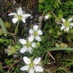 Arenaria biflora flower picture by Patrick Jansen (cc-by-sa)