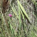 Gladiolus italicus habit picture by Jean-François Baudin (cc-by-sa)