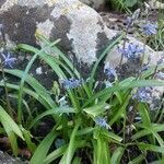 Scilla cilicica flower picture by Amir Ben Cohen (cc-by-sa)