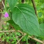 Justicia diclipteroides leaf picture by susan brown (cc-by-sa)