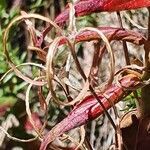 Epilobium stereophyllum fruit picture by susan brown (cc-by-sa)