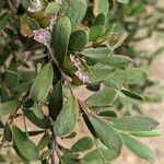 Leptospermum laevigatum leaf picture by Johnny Poppyseed (cc-by-sa)