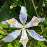 Iris douglasiana flower picture by dockin donut (cc-by-sa)