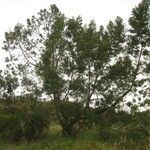 Acacia mearnsii habit picture by H. Goëau (cc-by-sa)