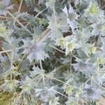 Eryngium maritimum habit picture by Jean-Pol Renoy (cc-by-sa)