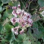 Petasites pyrenaicus flower picture by John Cole (cc-by-sa)