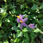 Solanum trilobatum flower picture by Chandan Chandan Moharana (cc-by-sa)