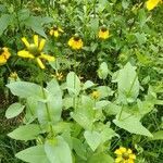 Rudbeckia amplexicaulis leaf picture by Keith Boyd (cc-by-sa)