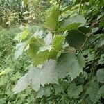 Vitis vinifera habit picture by Yoan MARTIN (cc-by-sa)