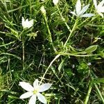 Ornithogalum umbellatum flower picture by Joelle Jardot (cc-by-sa)