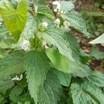 Lamium flexuosum habit picture by Marie AURIEMMA (cc-by-sa)