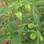 Physalis longifolia fruit picture by neal1 (cc-by-sa)