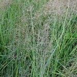 Agrostis capillaris flower picture by Georg Lanzl (cc-by-sa)