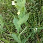 Lathyrus ochrus leaf picture by Francesca (cc-by-sa)