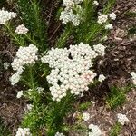 Ozothamnus diosmifolius flower picture by nicoplant (cc-by-sa)