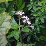 Pentas zanzibarica flower picture by Maarten Vanhove (cc-by-sa)