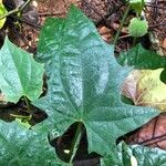 Thunbergia laurifolia leaf picture by Pierre Bonnet (cc-by-sa)