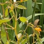 Impatiens capensis habit picture by Andrew Gagg (cc-by-sa)