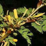 Vachellia collinsii fruit picture by Nelson Zamora Villalobos (cc-by-nc)