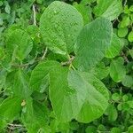 Cordia monoica leaf picture by susan brown (cc-by-sa)