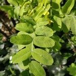 Caragana arborescens leaf picture by Diego Lallier (cc-by-sa)