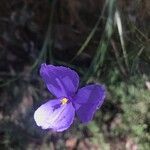 Patersonia glabrata flower picture by Rebecca Goodacre (cc-by-sa)