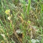 Rostraria cristata habit picture by bas yves (cc-by-sa)