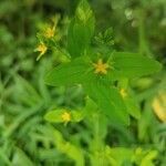 Hypericum mutilum flower picture by Rhonda (cc-by-sa)