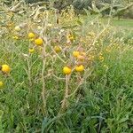 Solanum elaeagnifolium habit picture by dinkel benjamin (cc-by-sa)