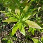 Rhododendron luteum leaf picture by georges34 (cc-by-sa)