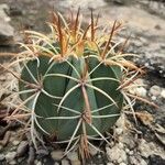 Melocactus zehntneri leaf picture by Gabriel Ollivier (cc-by-sa)