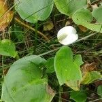 Calla palustris habit picture by Paweł W (cc-by-sa)