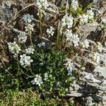 Arabis collina habit picture by Denis Bastianelli (cc-by-sa)