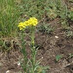 Erysimum odoratum habit picture by Otto Kasper (cc-by-sa)