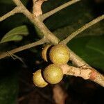 Guarea guidonia fruit picture by Nelson Zamora Villalobos (cc-by-nc)