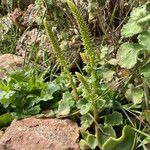 Umbilicus horizontalis habit picture by Collados Ana (cc-by-sa)