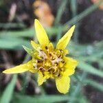 Tragopogon castellanus flower picture by Diego Alex (cc-by-sa)