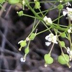 Lepidium draba fruit picture by Diego Alex (cc-by-sa)