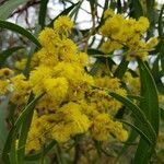 Acacia pycnantha flower picture by Simon Chirgwin (cc-by-sa)