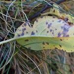 Salix pyrenaica leaf picture by Yoan MARTIN (cc-by-sa)