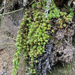 Alchemilla holosericea habit picture by Fabien Anthelme (cc-by-sa)