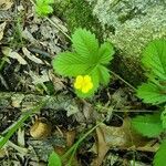 Potentilla simplex flower picture by flowerpower_58 (cc-by-sa)