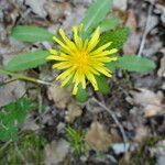 Taraxacum mediterraneum flower picture by Catherine Perret (cc-by-sa)