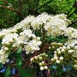 Sorbus aucuparia flower picture by KS Mariusz (cc-by-sa)